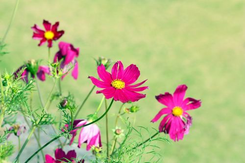 flower nature petals