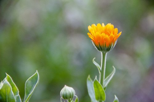 flower  orange  bloom