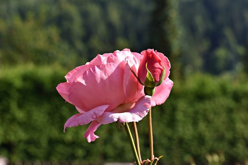 flower  summer  rose