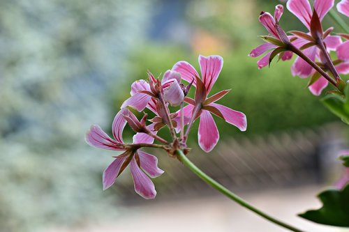 flower  balcony  blossom