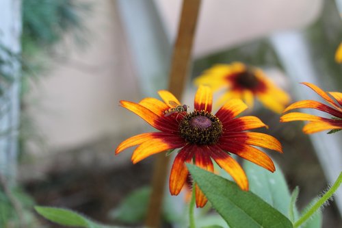 flower  bee  petals