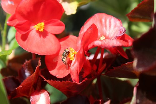 flower  bee  petals