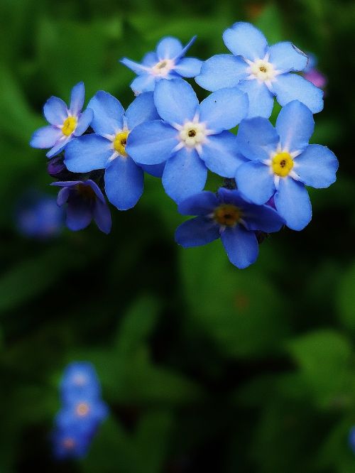 flower flowers nature