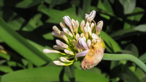 flower  nature  plant