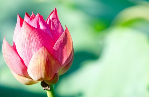 flower  lotus  pink