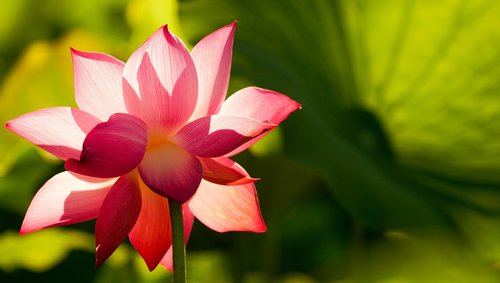 flower  lotus  pink