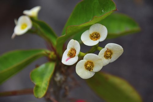 flower  garden  plant