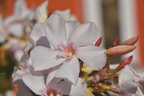 flower  garden  plant