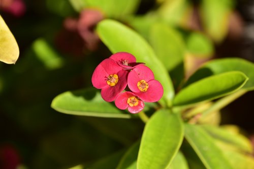 flower  garden  plant