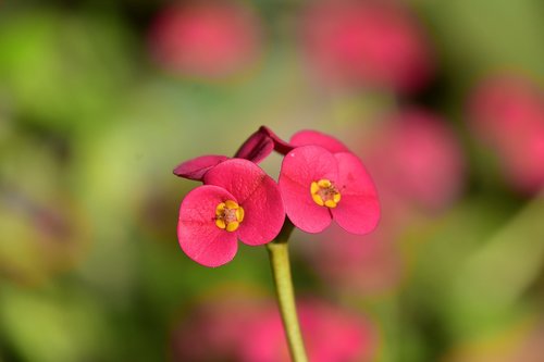 flower  garden  plant