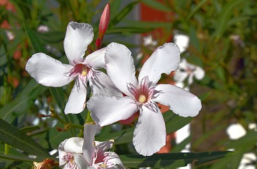 flower  garden  plant