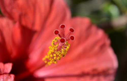 flower  garden  plant