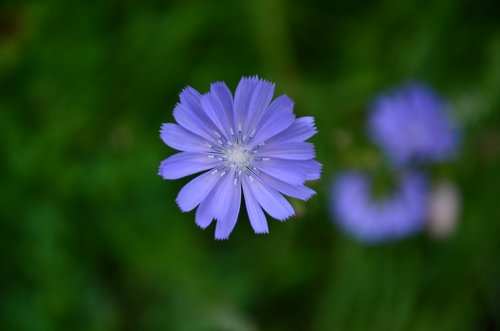 flower  grass  summer