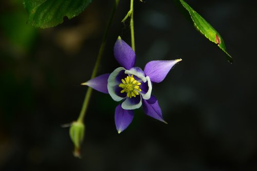 flower  haseki earrings  purple star