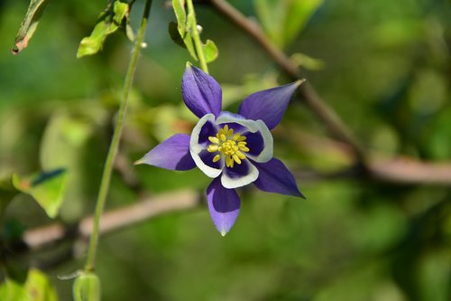 flower  haseki earrings  purple star