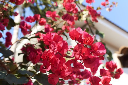 flower  nature  plant