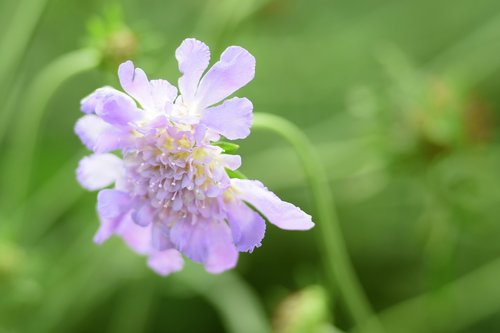 flower  garden  flowers