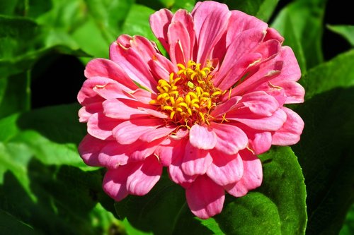 flower  zinnia  pink