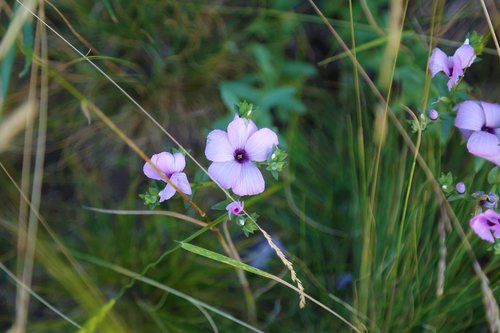 flower  nature  plant