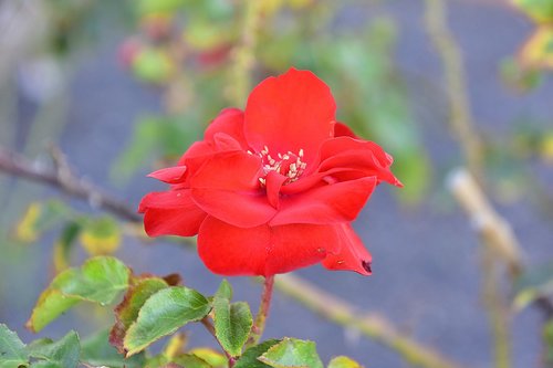 flower  garden  plant