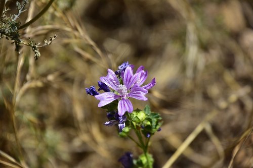 flower  garden  plant