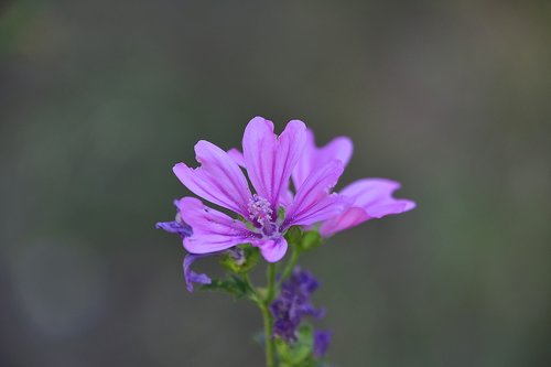 flower  garden  plant