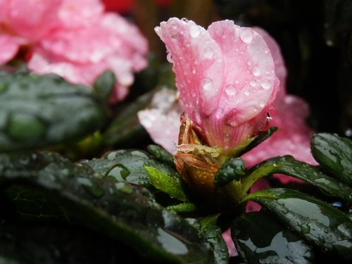flower  nature  rosa