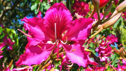 flower  petals  pistil