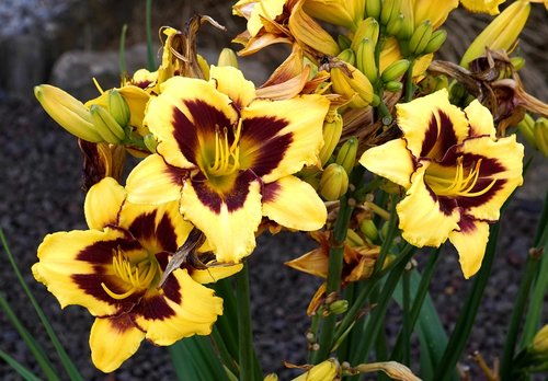 flower  yellow  nature