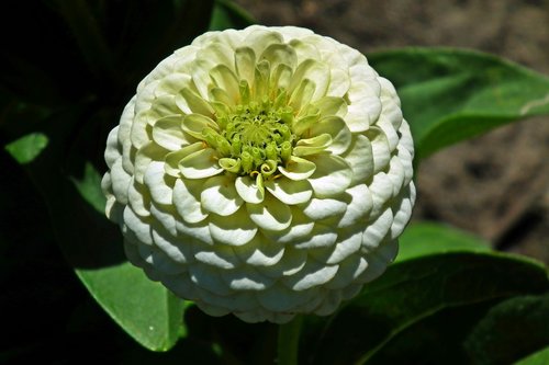 flower  zinnia  white