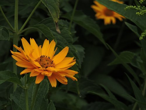 flower  nature  blossom