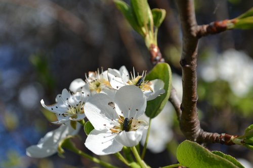 flower  white flower  quince