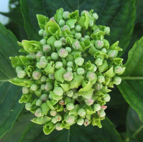 flower  flower buds  nature