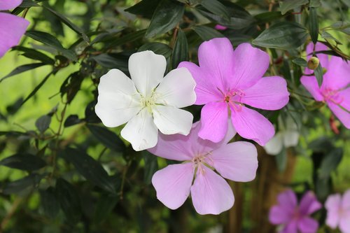 flower  nature  petals