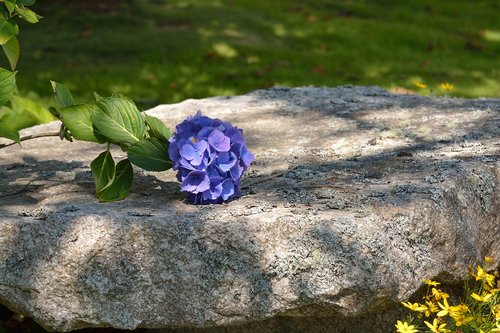 flower  stone  nature