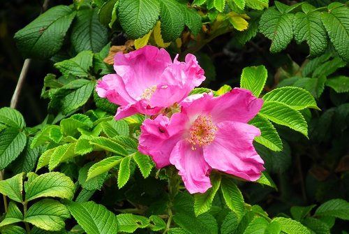 flower  wild rose  pink