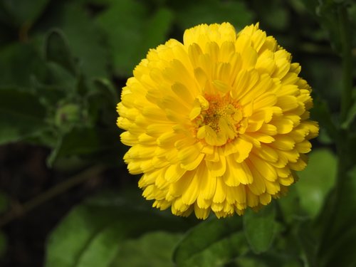 flower  garden  yellow flower