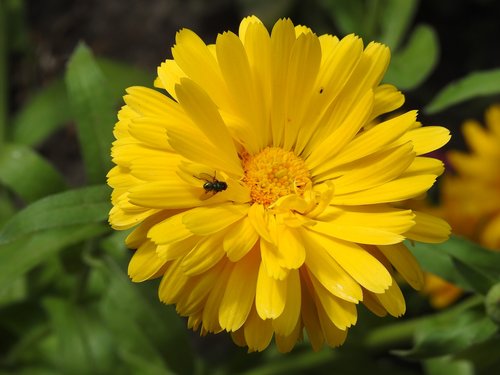 flower  yellow  mucha