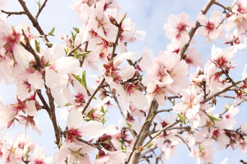 flower  almond tree  nature