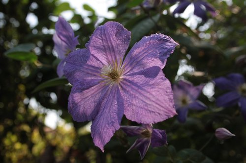 flower  violet  nature