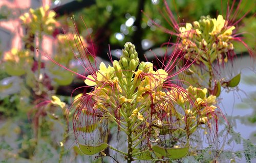 flower  garden  plant