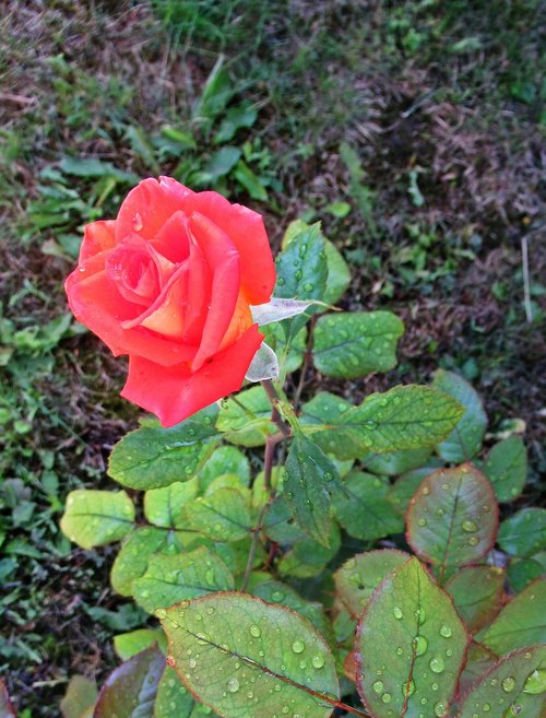 flower  rose  rain