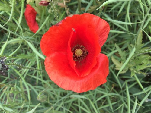 flower  poppy  nature