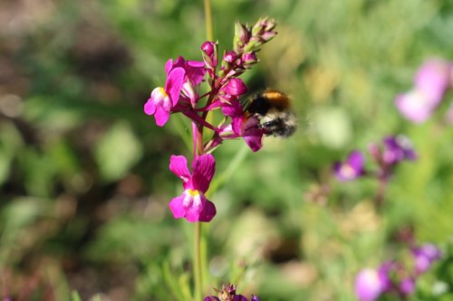 flower  bee  sun