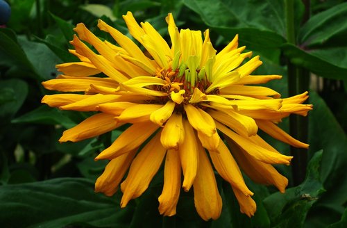 flower  zinnia  yellow