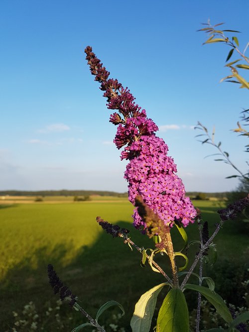 flower  nature  plant