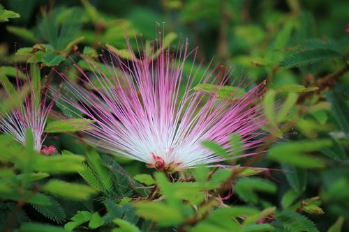 flower  pink  nature