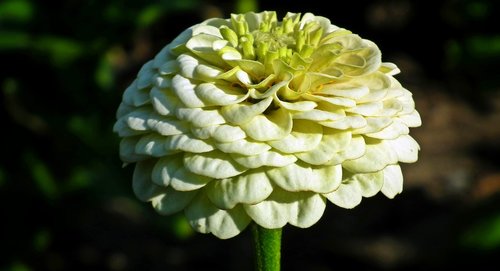 flower  zinnia  white