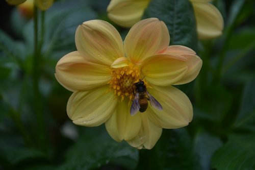 flower  bee  pollen