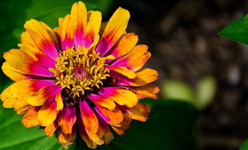 flower  plant  nature